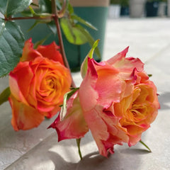 Acapulco Rose Plant