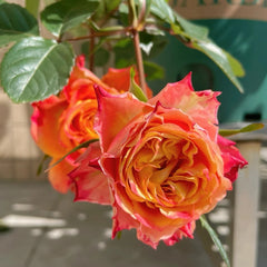 Acapulco Rose Plant