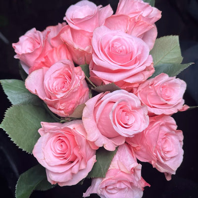 Ace Pink Rose