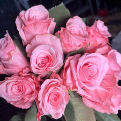 Ace Pink Rose