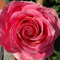 Ace Pink Rose