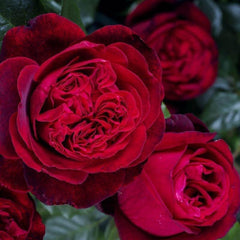 Admiral Rose Plant - Transform Your Garden with Elegance