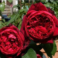 Admiral Rose Plant - Transform Your Garden with Elegance