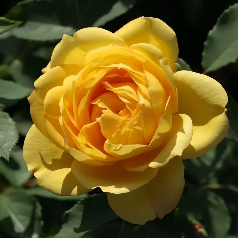 X Factor Roses Variety X-Factor Rose Plant|X-因素 – Rose_Explosion