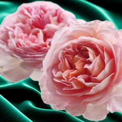 Abraham Darby Rose Plant(David Austin)|亚伯拉罕·达比