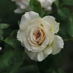 Ailes Rose Plant