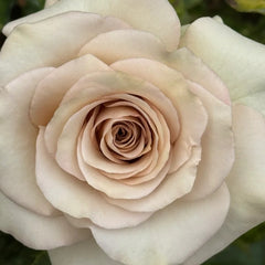 Ailes Rose Plant