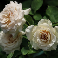 Ailes Rose Plant