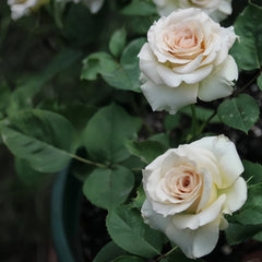 Ailes Rose Plant