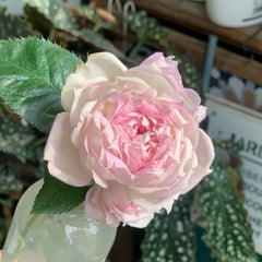 Ajourée Rose Plant|镂空