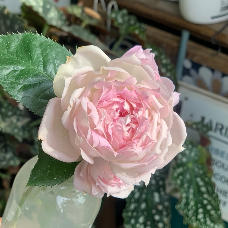 Ajourée Rose Plant|镂空