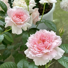Ajourée Rose Plant|镂空