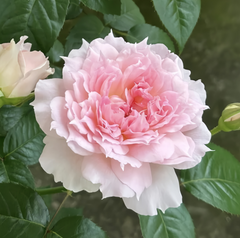 Ajourée Rose Plant|镂空