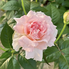 Ajourée Rose Plant|镂空