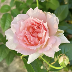 Ajourée Rose Plant|镂空