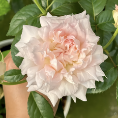 Ajourée Rose Plant|镂空