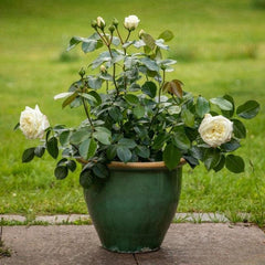 Alabaster Rose – Continuous Blooming Shrub Rose Plant