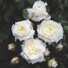 Alabaster Rose – Continuous Blooming Shrub Rose Plant