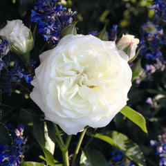 Alabaster Rose – Continuous Blooming Shrub Rose Plant