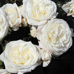 Alabaster Rose – Continuous Blooming Shrub Rose Plant