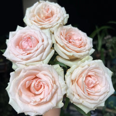 Alina Parfumella Rose Plant – Fragrant Blooms for Your Rose Garden