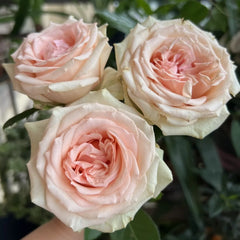 Alina Parfumella Rose Plant – Fragrant Blooms for Your Rose Garden