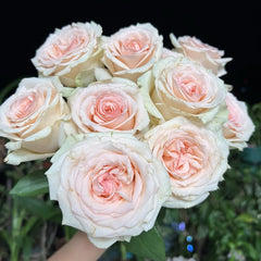 Alina Parfumella Rose Plant – Fragrant Blooms for Your Rose Garden