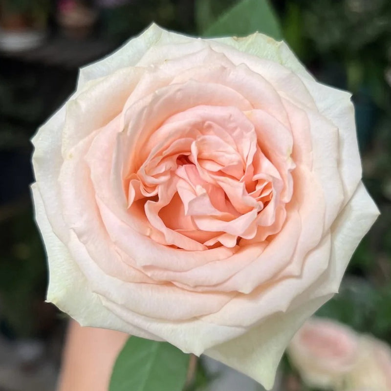 Romeo Rose Plant – Deep Red Blooms with Strong Fragrance for Cut ...