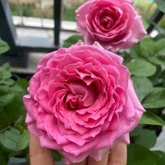 All Four Kiss Rose Plant – Vibrant Blooms for Your Rose Garden