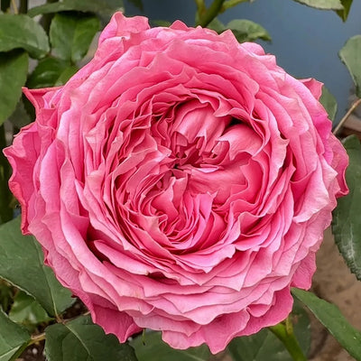 All Four Kiss Rose Plant – Vibrant Blooms for Your Rose Garden