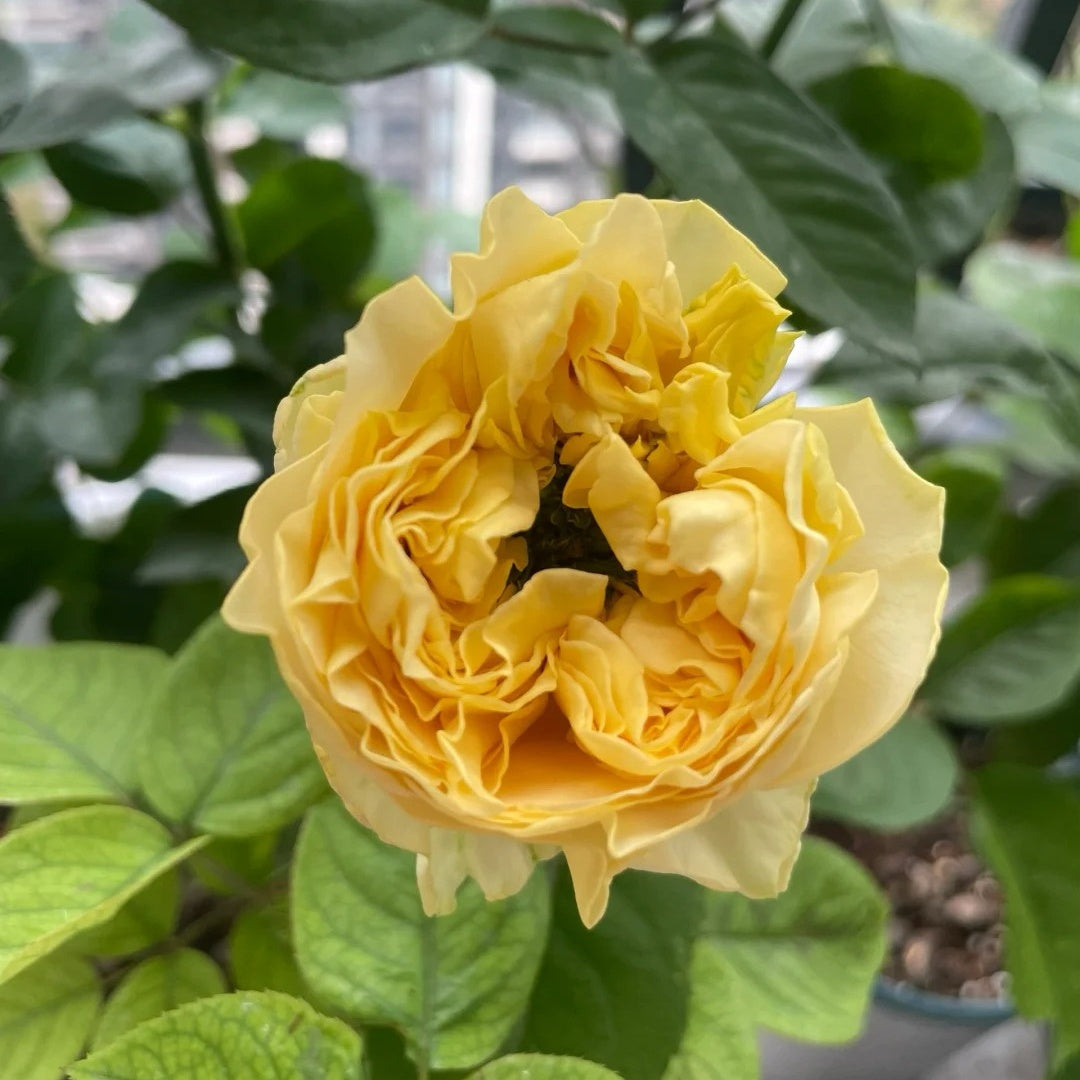 All Four Romance Rose Plant – Beautiful Blooms for Your Garden – Rose ...