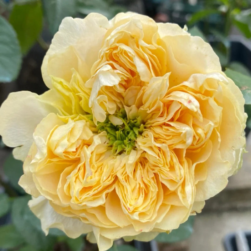 All Four Romance Rose Plant – Beautiful Blooms for Your Garden