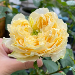 All Four Romance Rose Plant – Beautiful Blooms for Your Garden