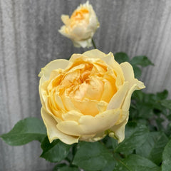 All Four Romance Rose Plant – Beautiful Blooms for Your Garden