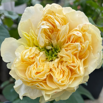 Moab Rose: Desert-Inspired Brown-Cream Rose | Rosaprima® – Rose_Explosion
