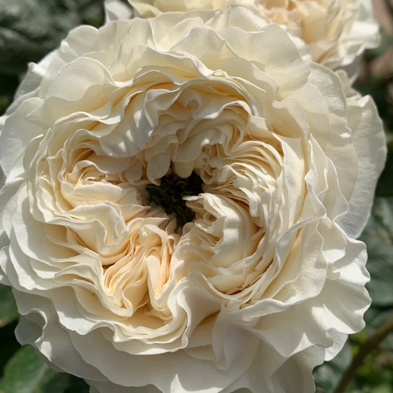 Larp Roses Stunning Lapin Rose Plant for a Vibrant Rose Garden – Rose_Explosion