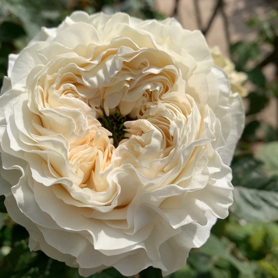 All Four Pure Rose Plant – Stunning Blooms for a Gorgeous Garden – Rose ...