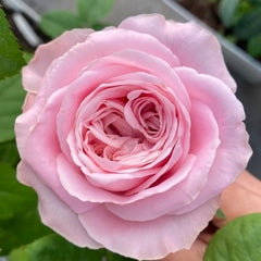 All four boughet Rose Plant