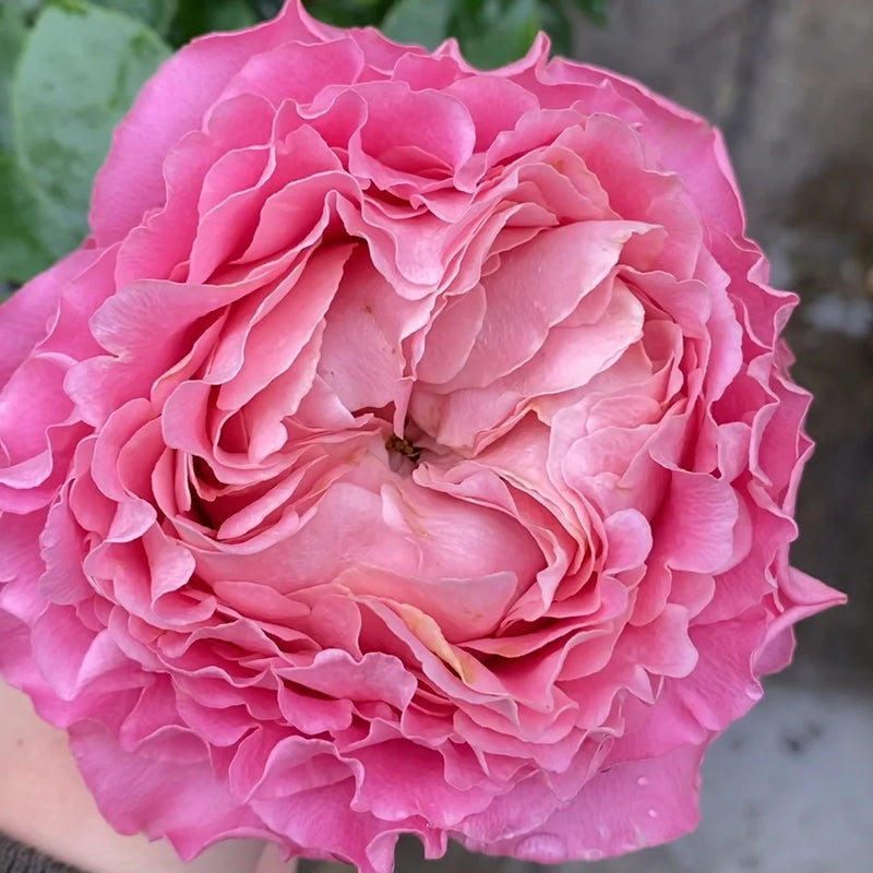 Cut Roses – Rose_Explosion