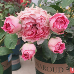 All Four Cherry Blossoms Rose Plant – Unique Blooms for Your Garden