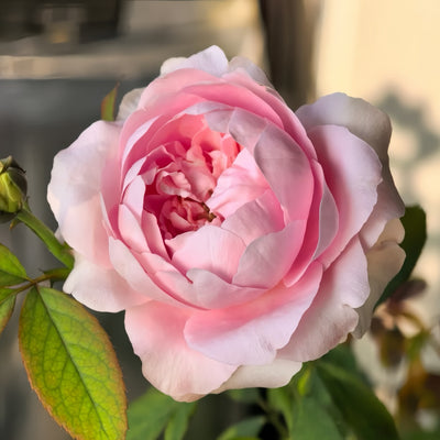 Moab Rose: Desert-Inspired Brown-Cream Rose | Rosaprima® – Rose_Explosion