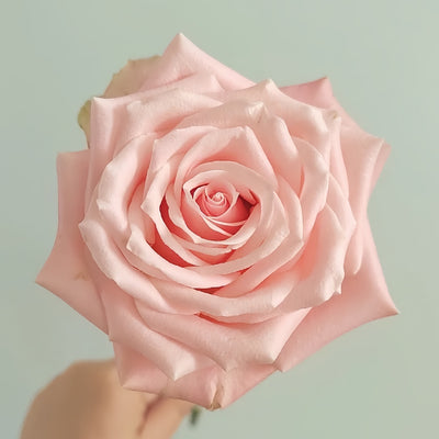 Almond Milk Candy Rose Plant