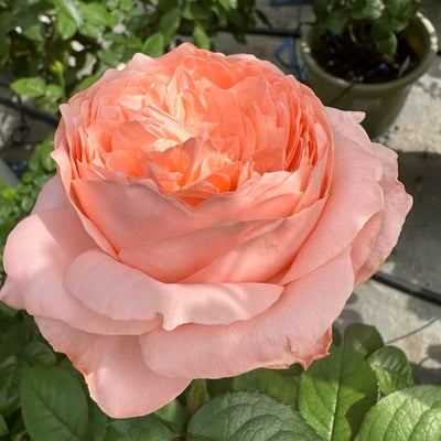 Must Have Roses Top 10 Most Fragrant Climbing Roses – Must-Have Varieties for Your ...