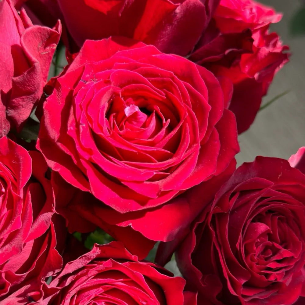 Amma Roses Amada+ Rose Plant|所爱之人 – Rose_Explosion
