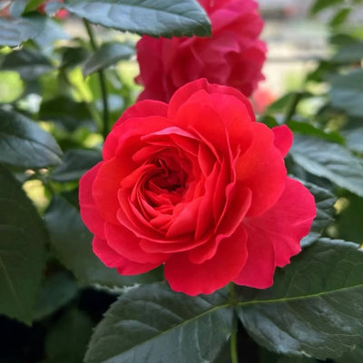 Chloranthy Roses Ocean Song Rose | Elegant Lavender Blooms for Your Garden – Rose_Explosion