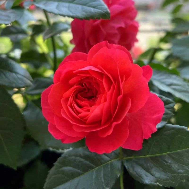 Amandine Chanel Rose Plant