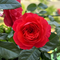Amandine Chanel Rose Plant