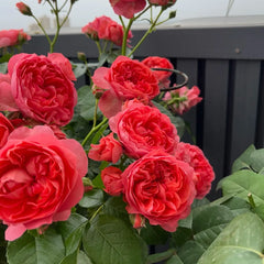 Amandine Chanel Rose Plant
