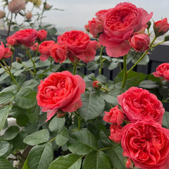 Amandine Chanel Rose Plant