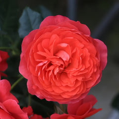 Amandine Chanel Rose Plant